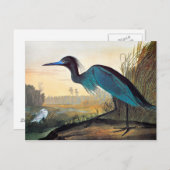 Audubon: Little Blue Heron Postkarte (Vorne/Hinten)
