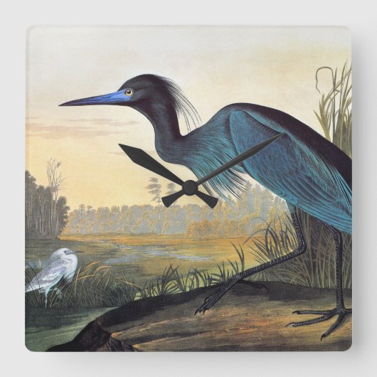 Audubon: Little Blue Heron Quadratische Wanduhr (Vorderseite)