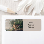 Audubon Long Billed Curlew Bird (Insitu)