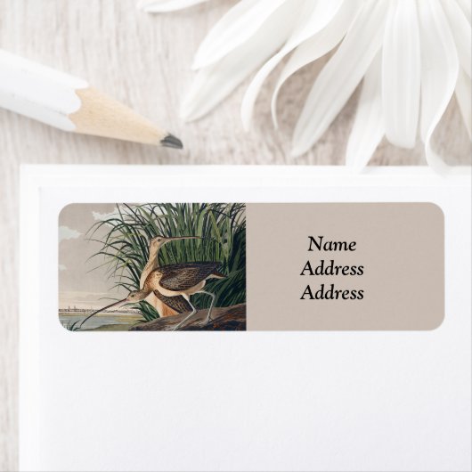 Audubon Long Billed Curlew Bird (Insitu)