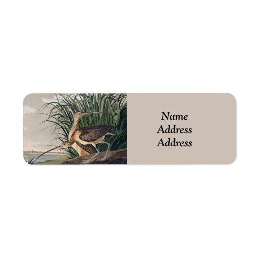 Audubon Long Billed Curlew Bird (Vorne)