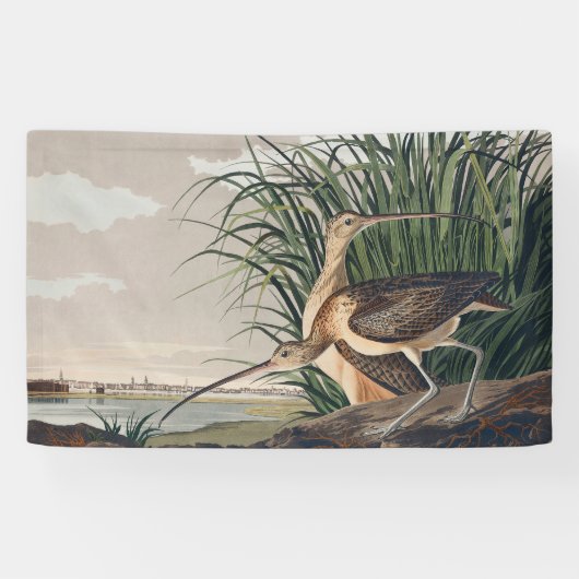 Audubon Long Billed Curlew Bird Banner (Horizontal)