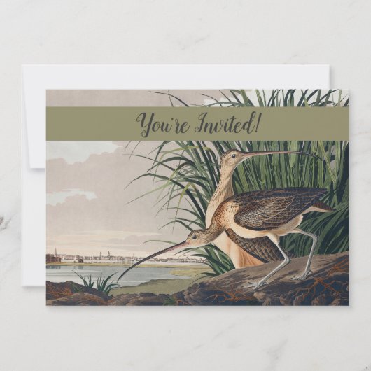 Audubon Long Billed Curlew Bird Einladung (Vorderseite)