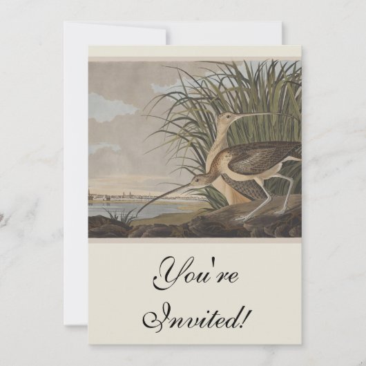Audubon Long Billed Curlew Bird Einladung (Vorderseite)