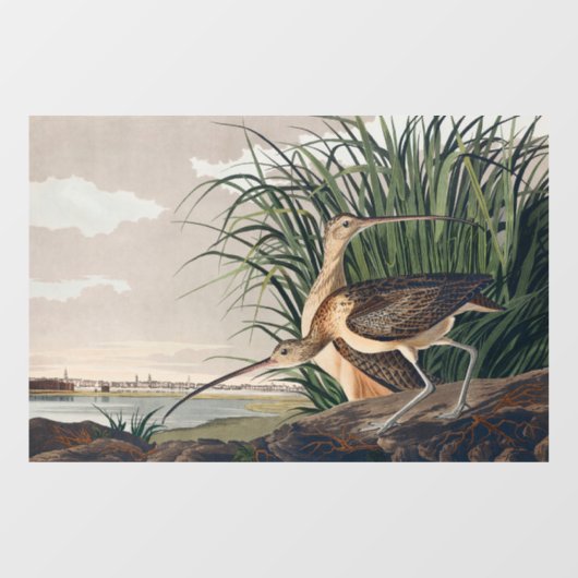 Audubon Long Billed Curlew Bird Fensteraufkleber (Blatt)