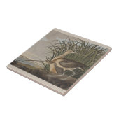 Audubon Long Billed Curlew Bird Fliese (Seite)