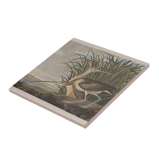 Audubon Long Billed Curlew Bird Fliese (Seite)