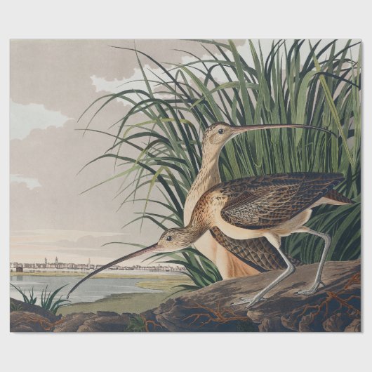 Audubon Long Billed Curlew Bird Geschenkpapier (Flach)
