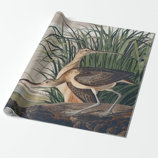 Audubon Long Billed Curlew Bird Geschenkpapier (Ungerollt)