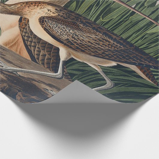 Audubon Long Billed Curlew Bird Geschenkpapier (Ecke)