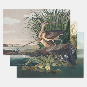 Audubon Long Billed Curlew Bird Geschenkpapier Set