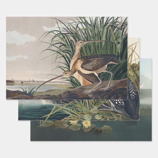 Audubon Long Billed Curlew Bird Geschenkpapier Set (Set)