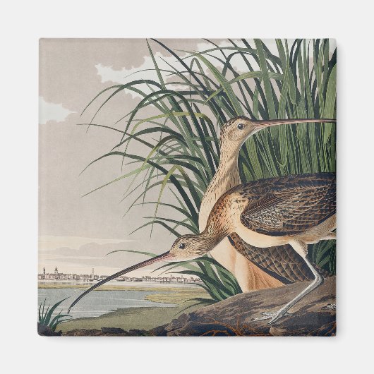 Audubon Long Billed Curlew Bird Magnet (Vorne)