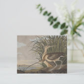 Audubon Long Billed Curlew Bird Postkarte (Stehend Vorderseite)