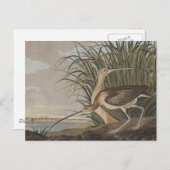 Audubon Long Billed Curlew Bird Postkarte (Vorne/Hinten)