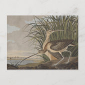 Audubon Long Billed Curlew Bird Postkarte (Vorderseite)