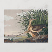 Audubon Long Billed Curlew Bird Postkarte (Vorderseite)