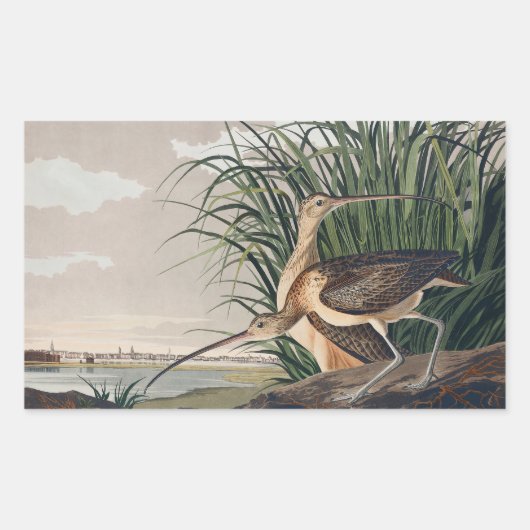 Audubon Long Billed Curlew Bird Rechteckiger Aufkleber (Vorderseite)