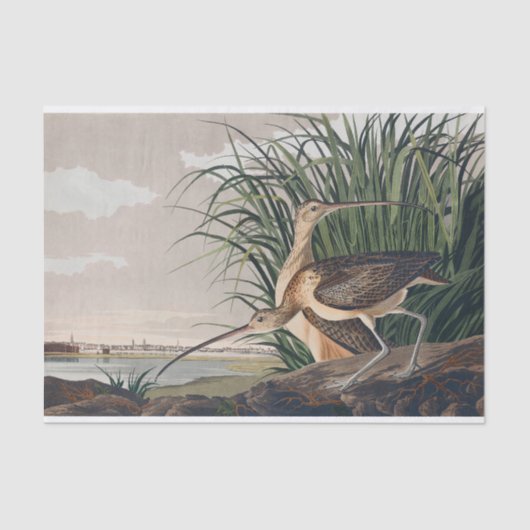 Audubon Long Billed Curlew Bird Seidenpapier (Vorderseite)
