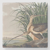 Audubon Long Billed Curlew Bird Steinuntersetzer (Vorderseite)