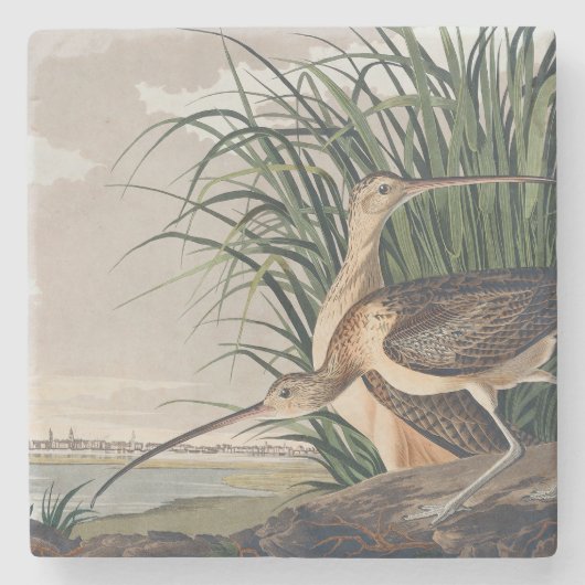 Audubon Long Billed Curlew Bird Steinuntersetzer (Vorderseite)