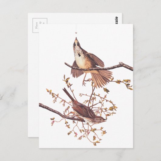 Audubon Long Sparrow Postkarte (Vorne/Hinten)