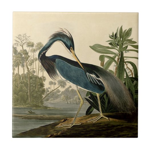 Audubon Louisiana Heron Birds America Art Fliese (Vorderseite)