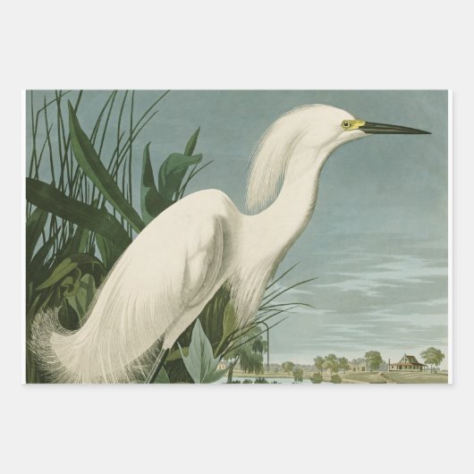 Audubon Louisiana Heron Birds America Art Geschenkpapier Set (Vorderseite 3)