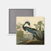 Audubon Louisiana Heron Birds America Art Magnet (Vorderseite/Rückseite)