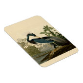 Audubon Louisiana Heron Birds America Art Magnet (Rechte Seite)