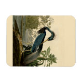 Audubon Louisiana Heron Birds America Art Magnet (Horizontal)