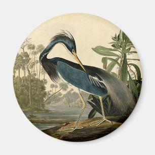 Audubon Louisiana Heron Birds America Art Magnet