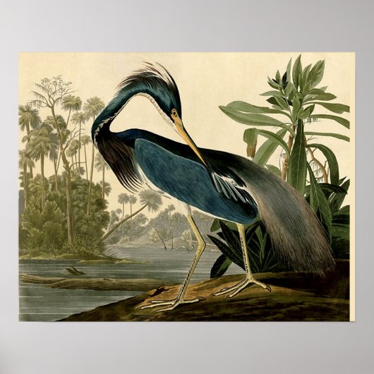 Audubon Louisiana Heron Birds America Art Poster (Vorne)