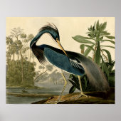 Audubon Louisiana Heron Birds America Art Poster (Vorne)