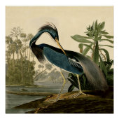 Audubon Louisiana Heron Birds America Art Poster (Vorderseite)