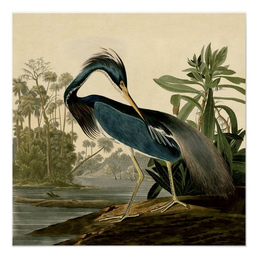 Audubon Louisiana Heron Birds America Art Poster (Vorderseite)