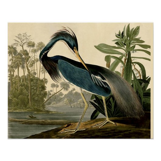 Audubon Louisiana Heron Birds America Art Poster (Vorderseite)