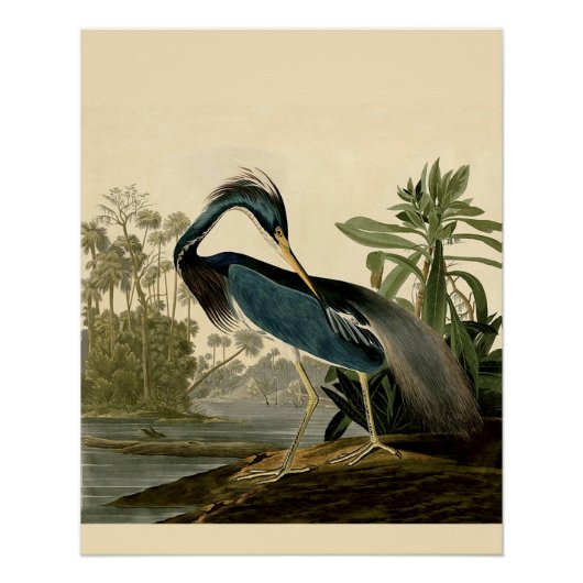 Audubon Louisiana Heron Birds America Art Poster (Vorderseite)