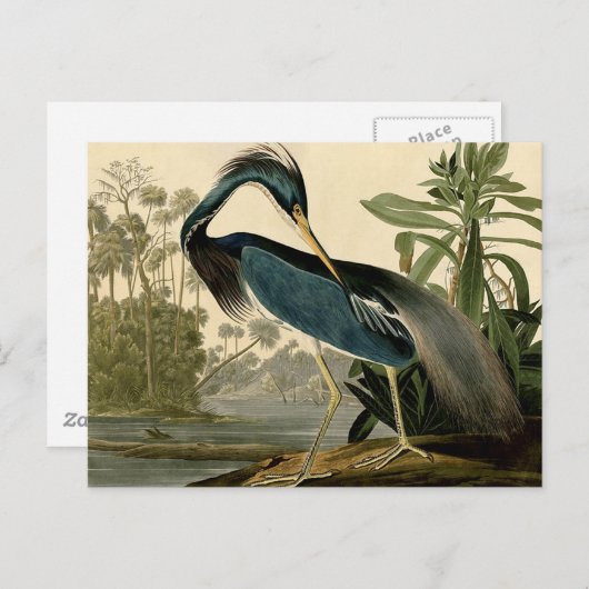 Audubon Louisiana Heron Birds America Art Postkarte (Vorne/Hinten)