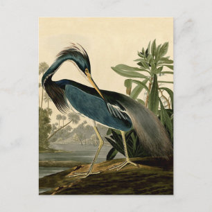Audubon Louisiana Heron Birds America Art Postkarte
