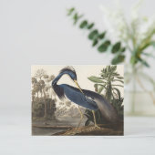 Audubon Louisiana Heron Birds of America Art Print Postkarte (Stehend Vorderseite)