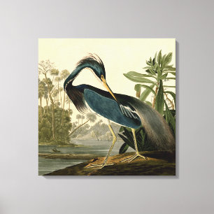 Audubon Louisiana Reiher Birds America Kunst Leinwanddruck
