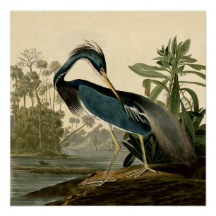 Audubon Louisiana Reiher Birds America Kunst Poster