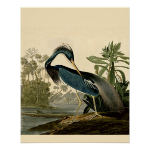 Audubon Louisiana Reiher Birds America Kunst Poster