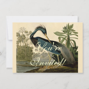 Audubon Louisiana Reiher Vögel Amerika Kunst Einladung