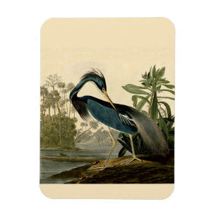 Audubon Louisiana Reiher Vögel Amerika Kunst Magnet
