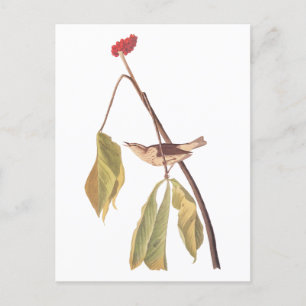 Audubon Louisiana Wasserdrossel mit Blume Postkarte