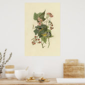 Audubon Magnolia Warbler Poster (Küche)