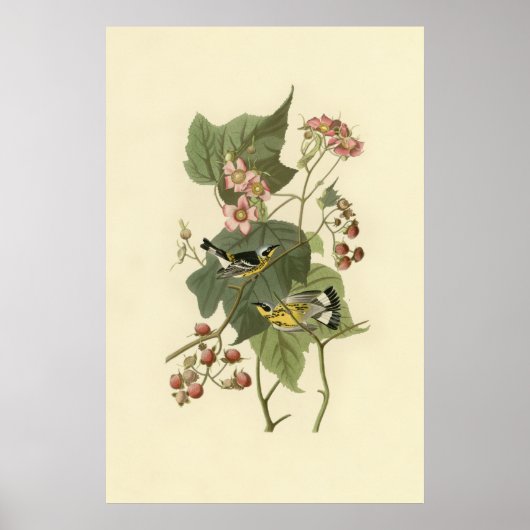 Audubon Magnolia Warbler Poster (Vorne)