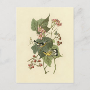 Audubon Magnolia Warbler Postkarte